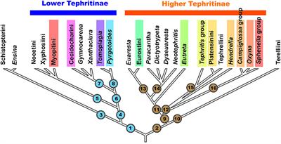 Gall-Inducing Tephritid Flies (Diptera: Tephritidae): Evolution and Host–Plant Relations